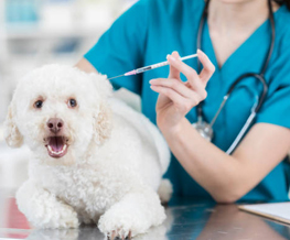 dog vaccinations in Mc Cune