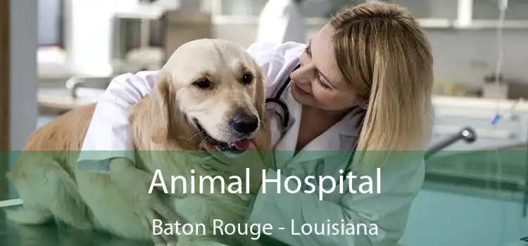 Animal Hospital Baton Rouge - Louisiana