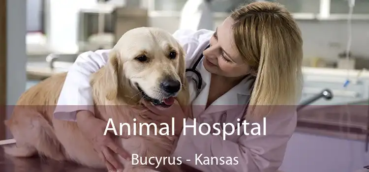 Animal Hospital Bucyrus - Kansas