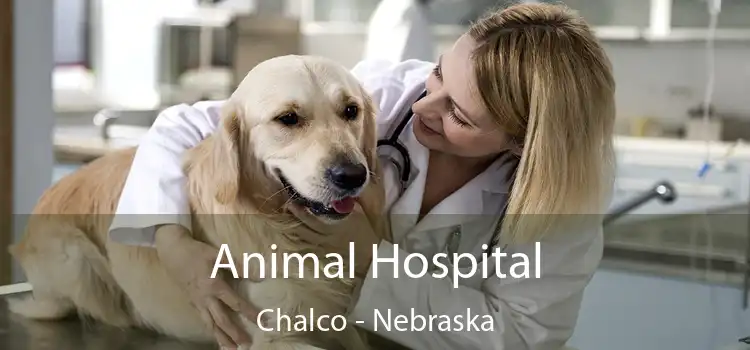 Animal Hospital Chalco - Nebraska