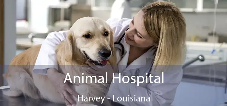 Animal Hospital Harvey - Louisiana