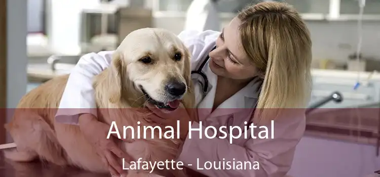 Animal Hospital Lafayette - Louisiana