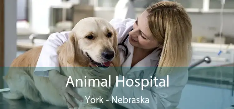 Animal Hospital York - Nebraska