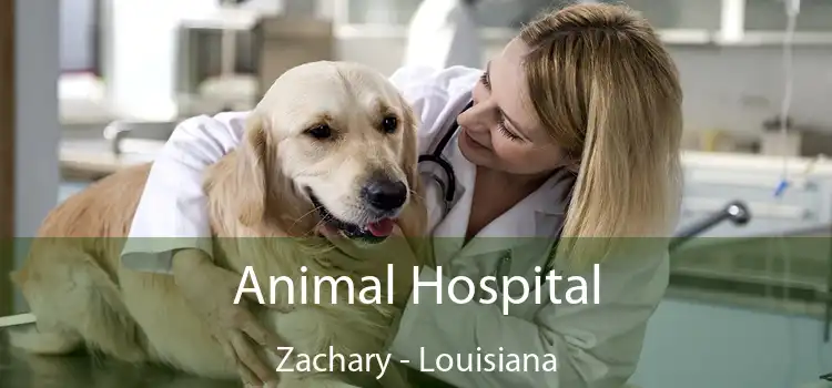 Animal Hospital Zachary - Louisiana