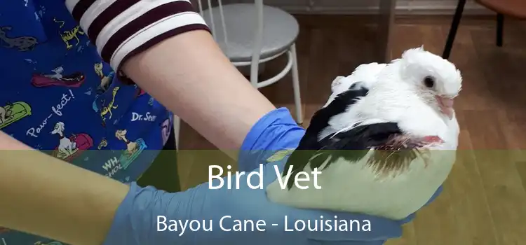 Bird Vet Bayou Cane - Louisiana