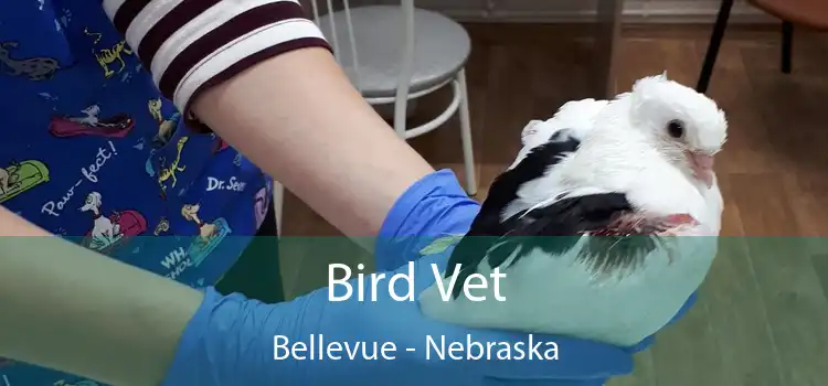 Bird Vet Bellevue - Nebraska