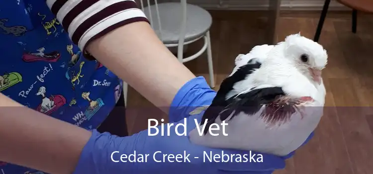 Bird Vet Cedar Creek - Nebraska