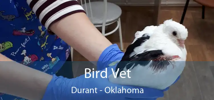 Bird Vet Durant - Oklahoma