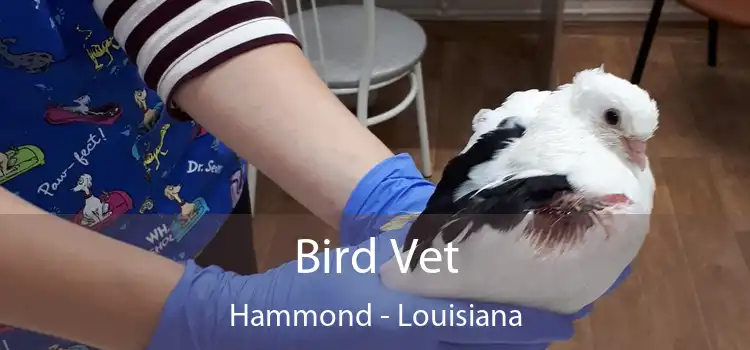 Bird Vet Hammond - Louisiana