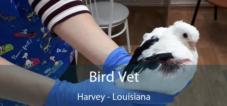 Bird Vet Harvey - Louisiana