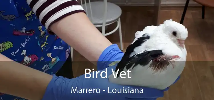 Bird Vet Marrero - Louisiana