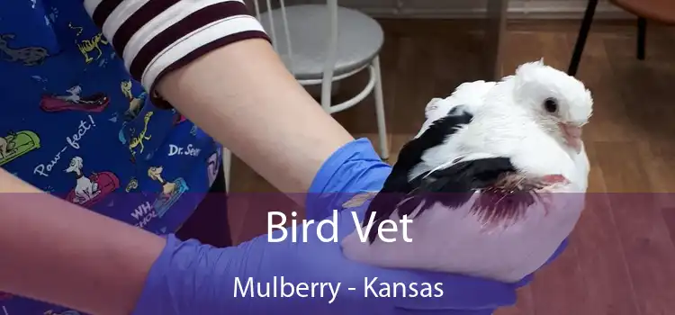 Bird Vet Mulberry - Kansas