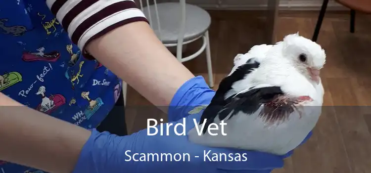 Bird Vet Scammon - Kansas