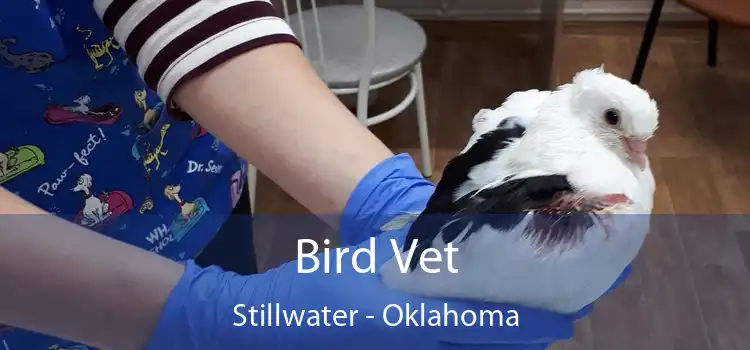 Bird Vet Stillwater - Oklahoma