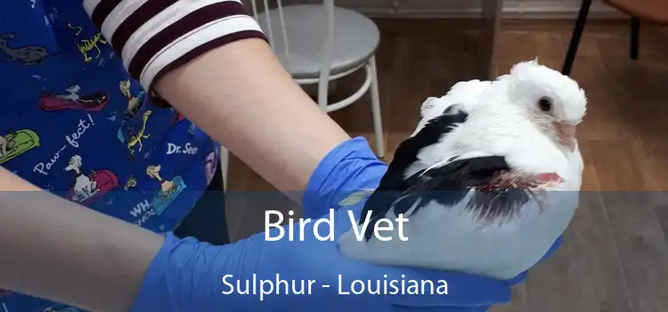 Bird Vet Sulphur - Louisiana