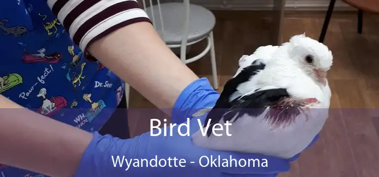 Bird Vet Wyandotte - Oklahoma