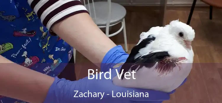 Bird Vet Zachary - Louisiana