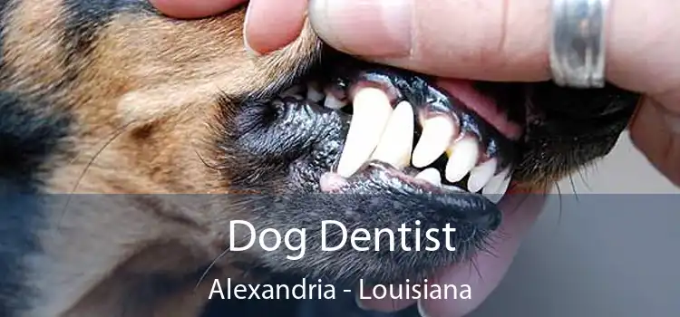 Dog Dentist Alexandria - Louisiana