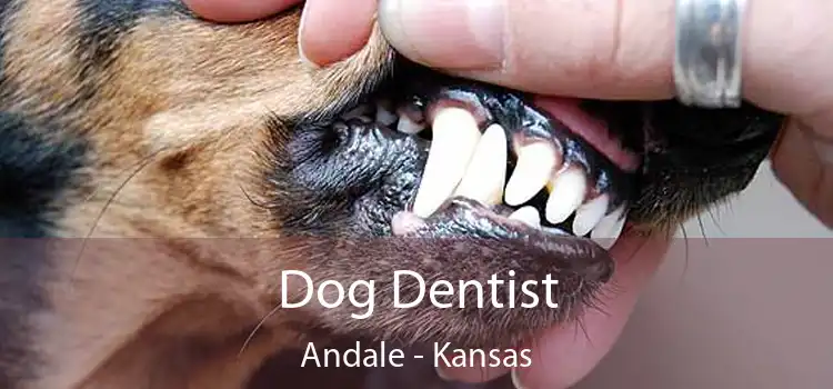 Dog Dentist Andale - Kansas