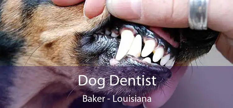 Dog Dentist Baker - Louisiana