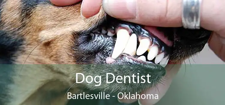 Dog Dentist Bartlesville - Oklahoma