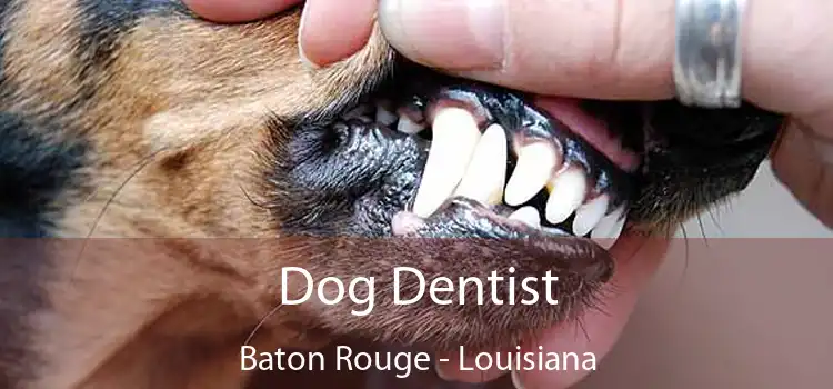 Dog Dentist Baton Rouge - Louisiana