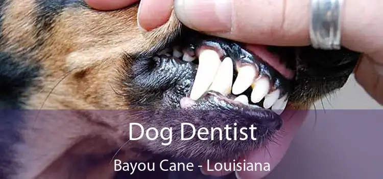 Dog Dentist Bayou Cane - Louisiana