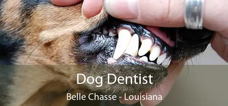 Dog Dentist Belle Chasse - Louisiana