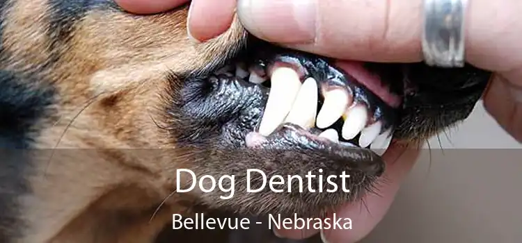 Dog Dentist Bellevue - Nebraska