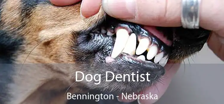 Dog Dentist Bennington - Nebraska