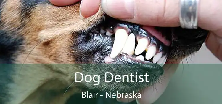 Dog Dentist Blair - Nebraska