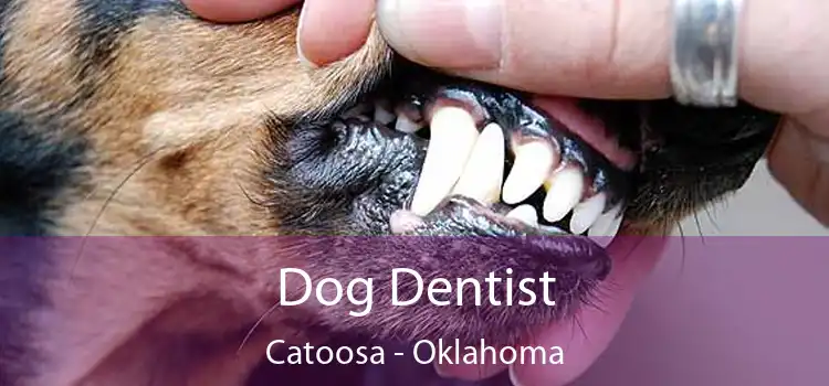 Dog Dentist Catoosa - Oklahoma