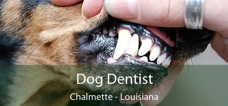 Dog Dentist Chalmette - Louisiana