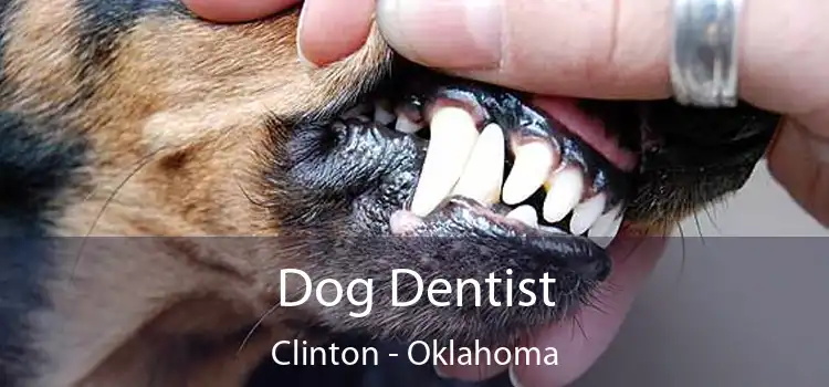 Dog Dentist Clinton - Oklahoma