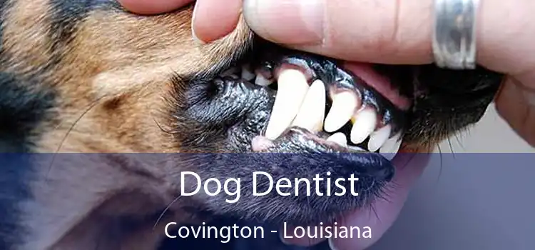 Dog Dentist Covington - Louisiana