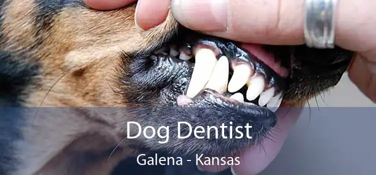 Dog Dentist Galena - Kansas