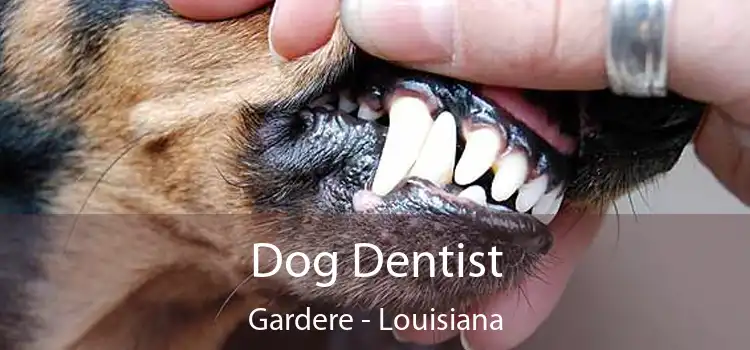 Dog Dentist Gardere - Louisiana