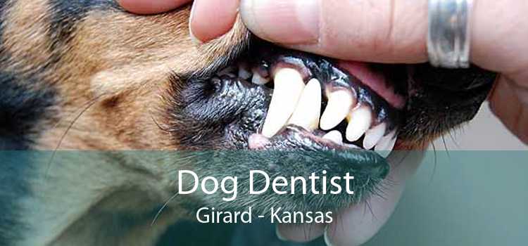 Dog Dentist Girard - Kansas