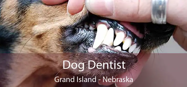 Dog Dentist Grand Island - Nebraska