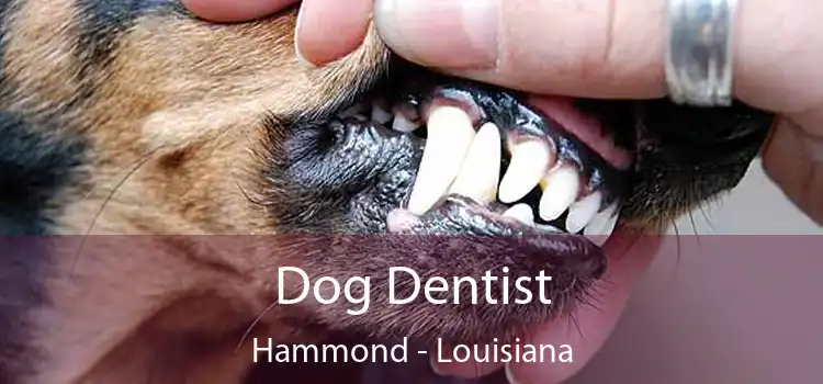 Dog Dentist Hammond - Louisiana