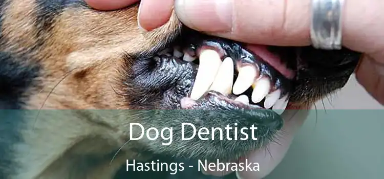 Dog Dentist Hastings - Nebraska