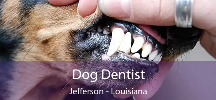 Dog Dentist Jefferson - Louisiana