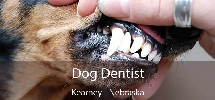 Dog Dentist Kearney - Nebraska