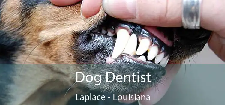 Dog Dentist Laplace - Louisiana