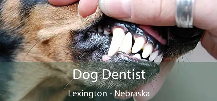 Dog Dentist Lexington - Nebraska