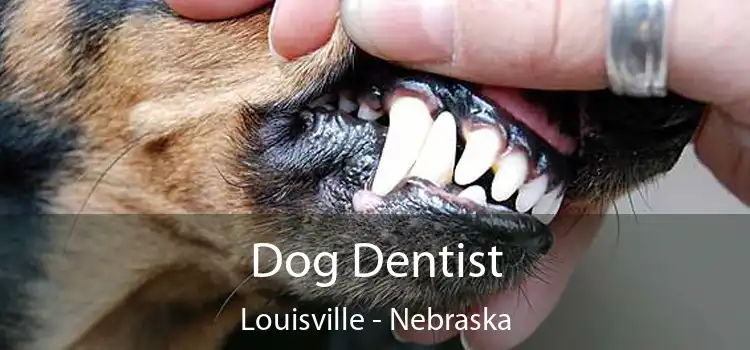 Dog Dentist Louisville - Nebraska