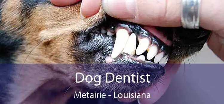 Dog Dentist Metairie - Louisiana