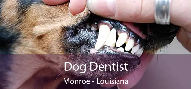 Dog Dentist Monroe - Louisiana