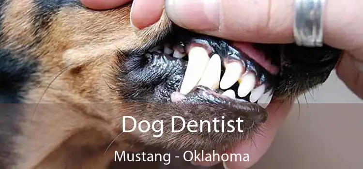 Dog Dentist Mustang - Oklahoma