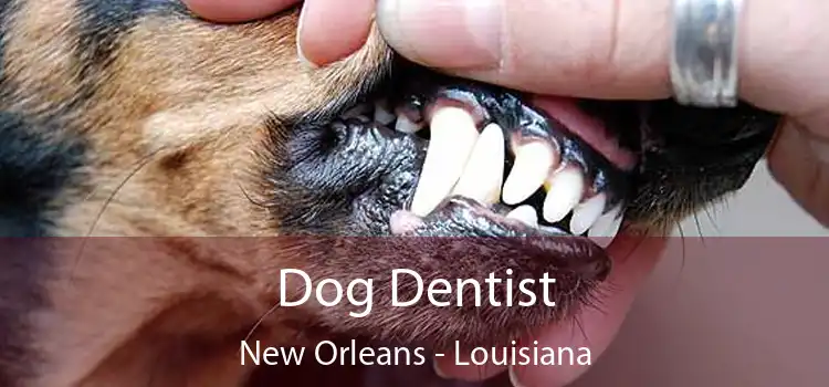 Dog Dentist New Orleans - Louisiana